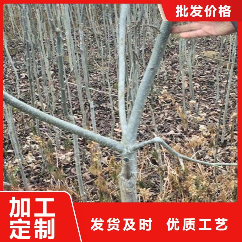 碧根果苗根系发达