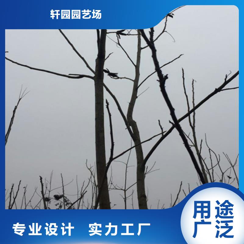 碧根果樱桃苗工艺层层把关