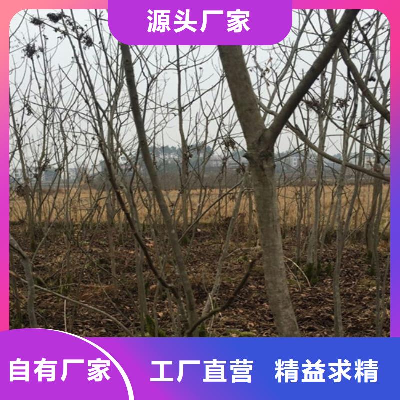 碧根果树苗露天种植