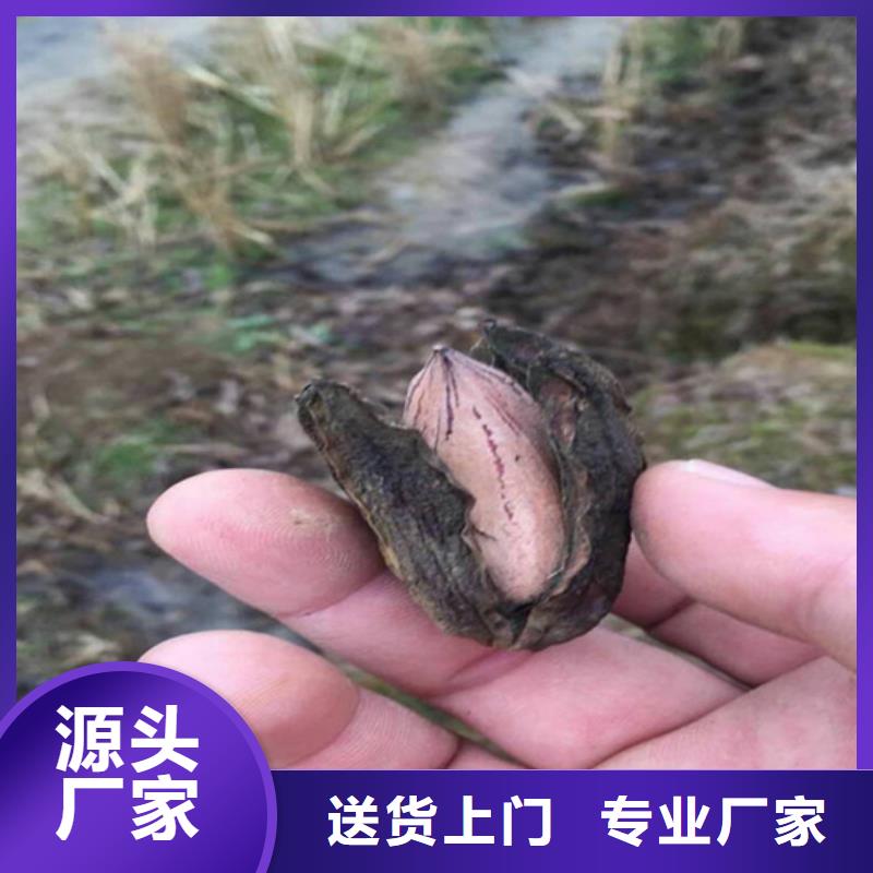 碧根果_奶油草莓厂家直营