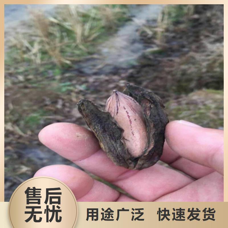 碧根果树苗经济效益