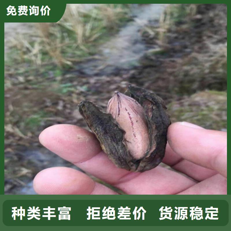 碧根果树苗批发价格