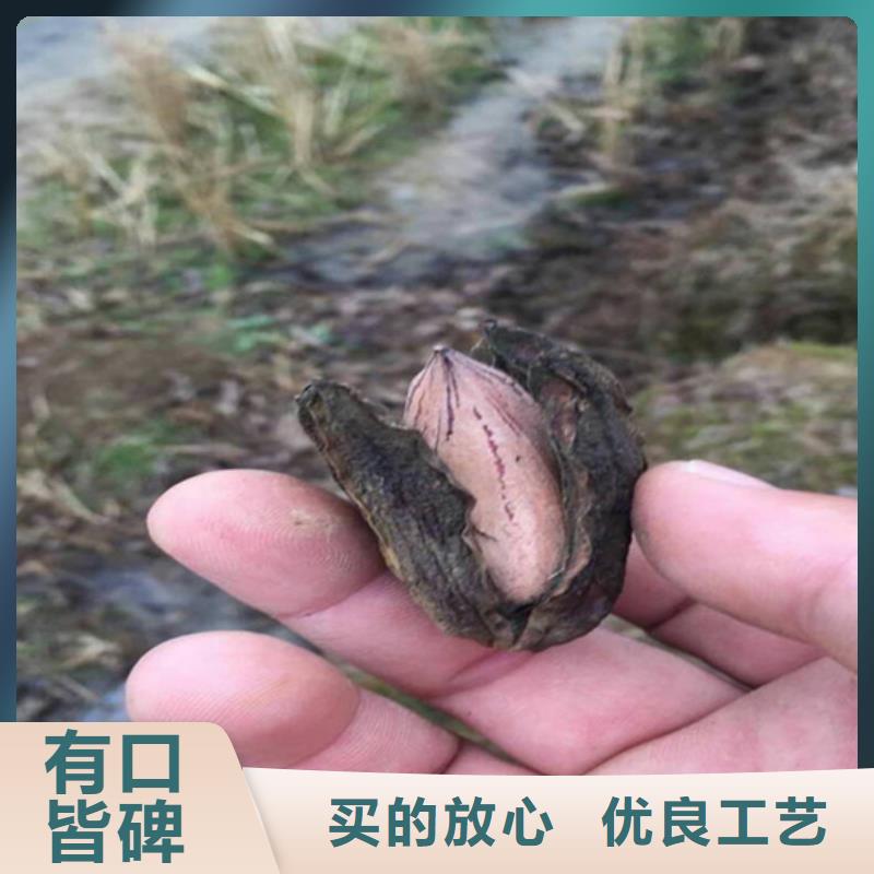 碧根果苗种植基地