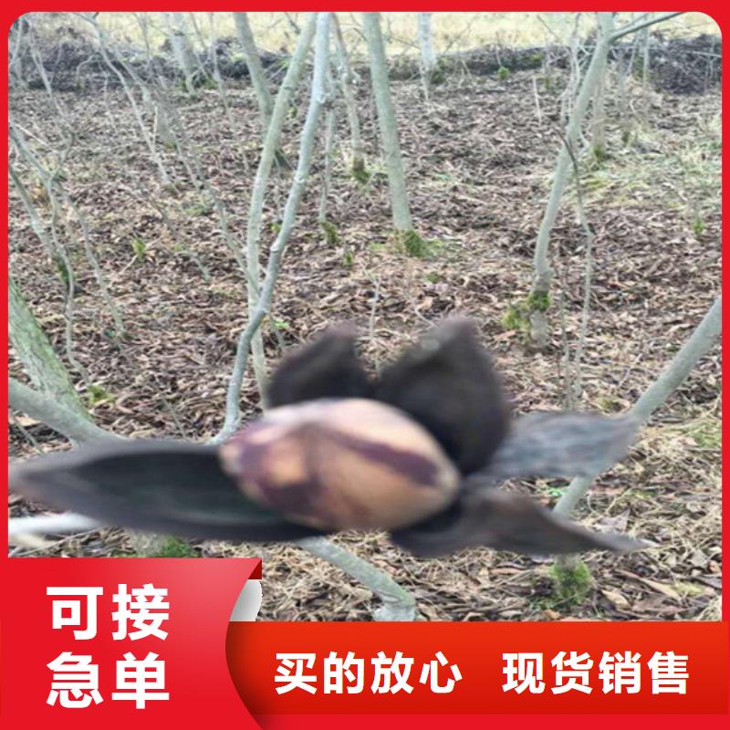 碧根果成活率高