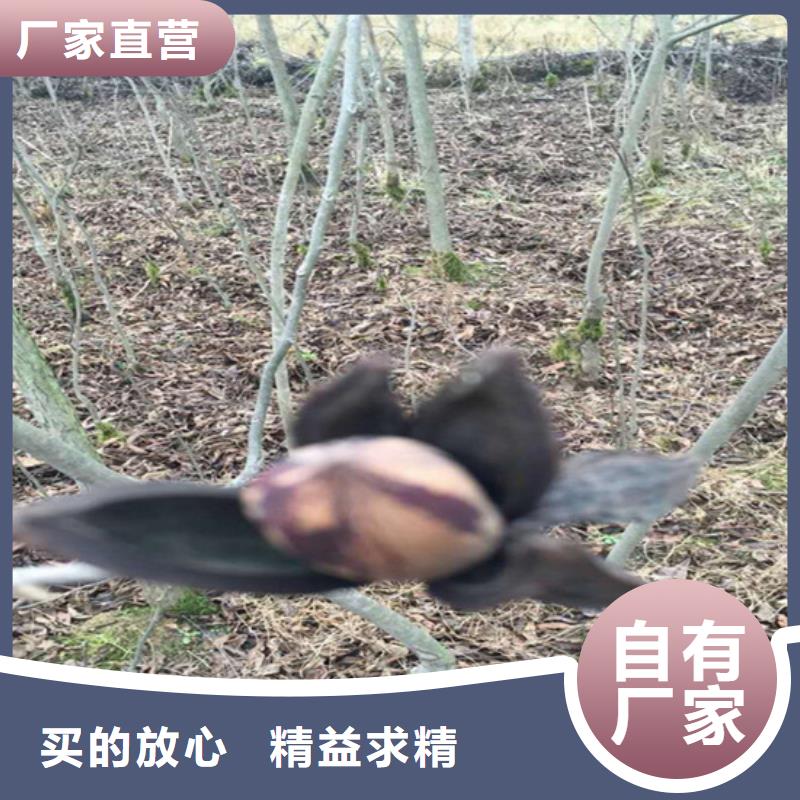 碧根果树苗现挖苗现发货