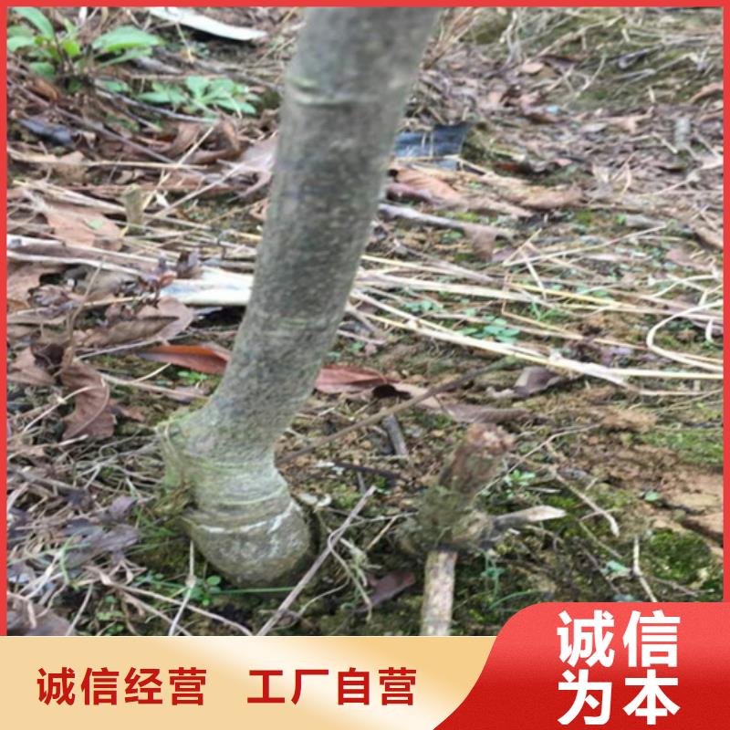 碧根果苗种植基地