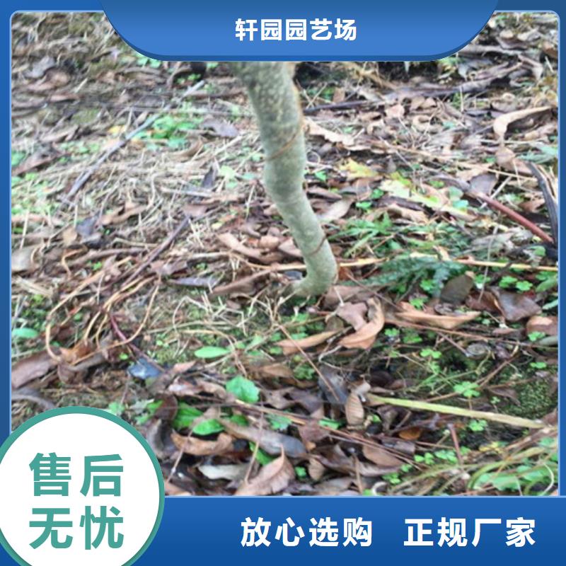 碧根果,草莓苗实力厂商