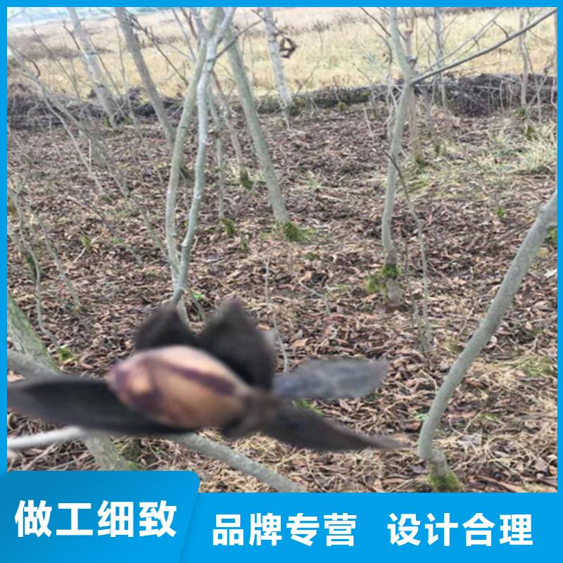 碧根果树苗适合种植地区