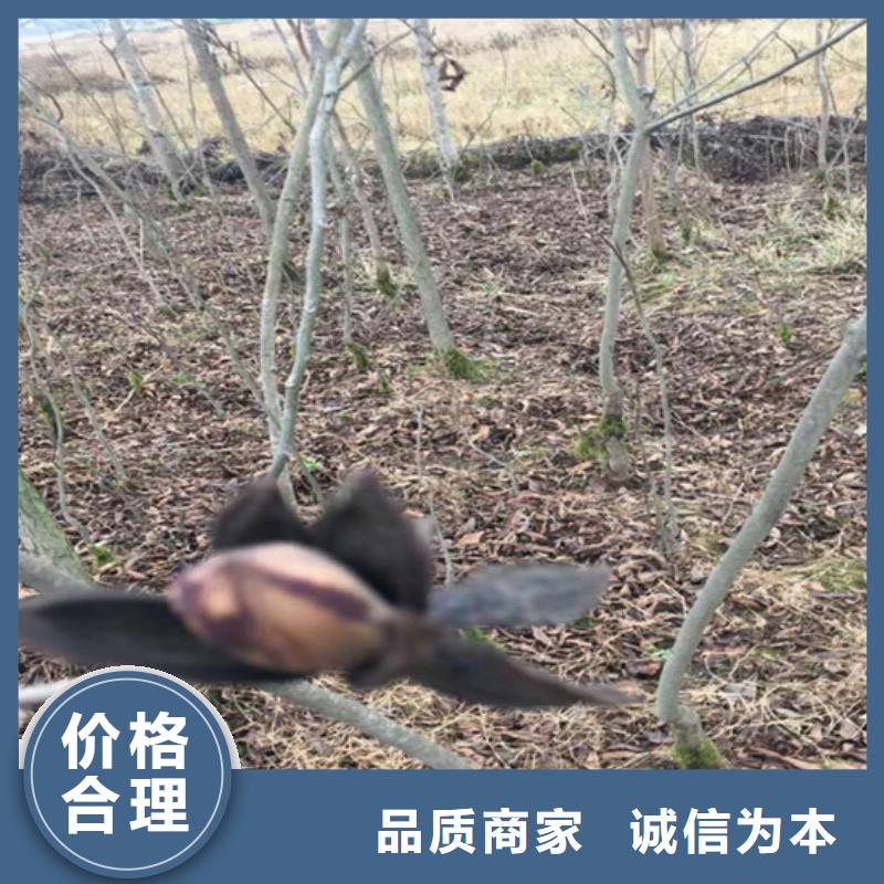 【碧根果】草莓苗诚信经营质量保证