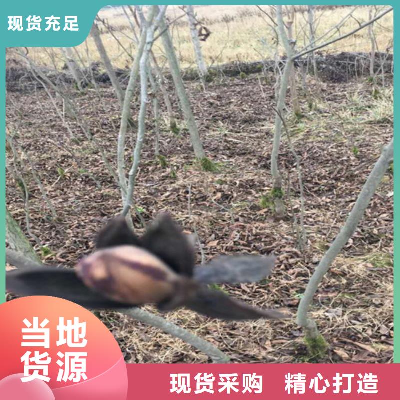 碧根果樱桃苗工艺层层把关