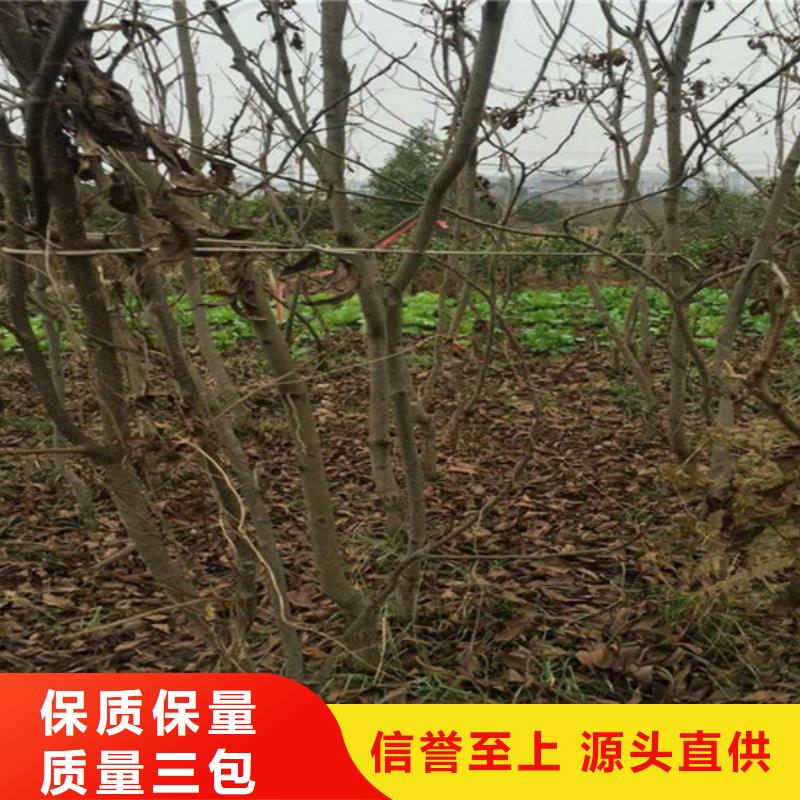 【碧根果】草莓苗诚信经营质量保证