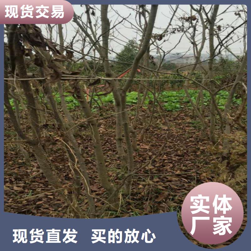 碧根果【无花果苗】敢与同行比价格