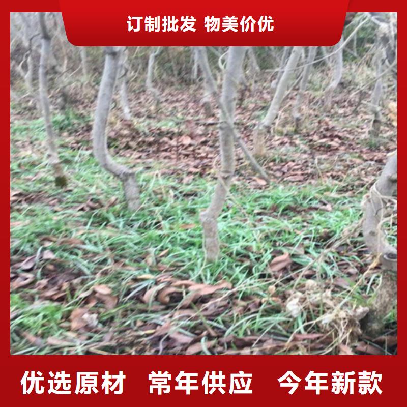 碧根果树苗质优价廉