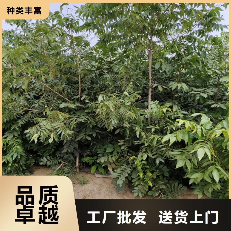 【碧根果】草莓苗诚信经营质量保证