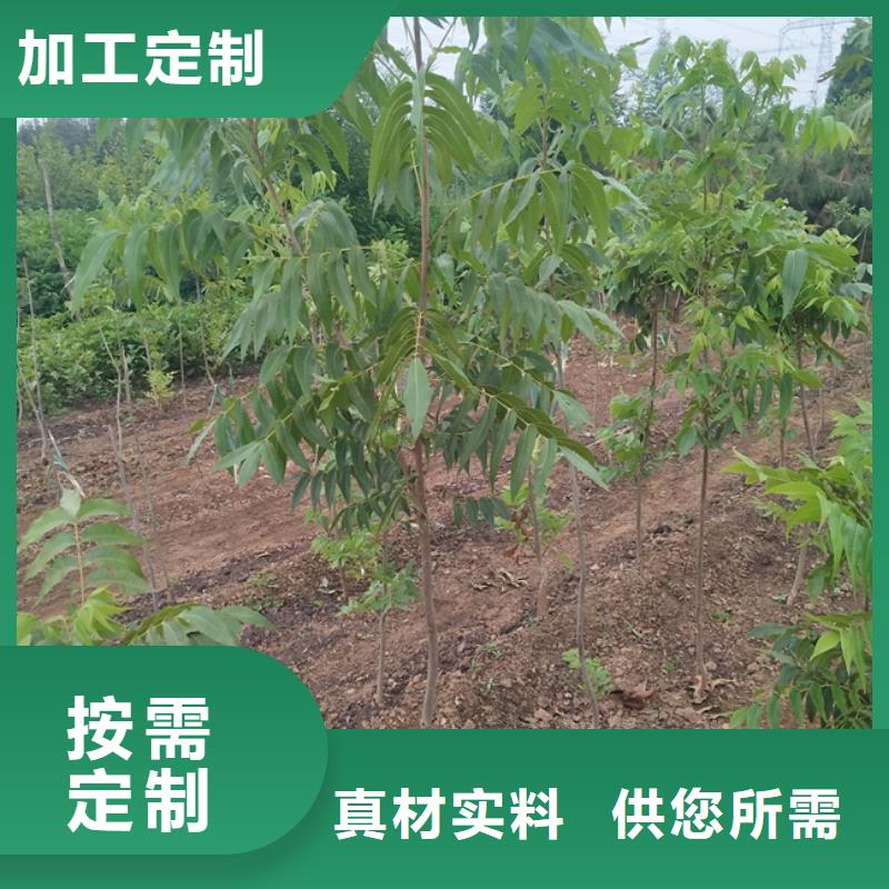 碧根果树苗质优价廉