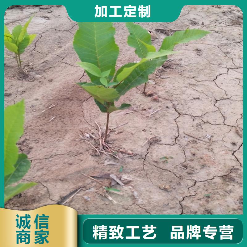 碧根果树苗露天种植