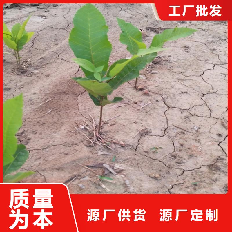 碧根果树苗露天种植