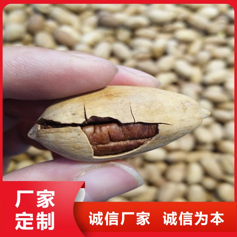 碧根果苗量多优惠