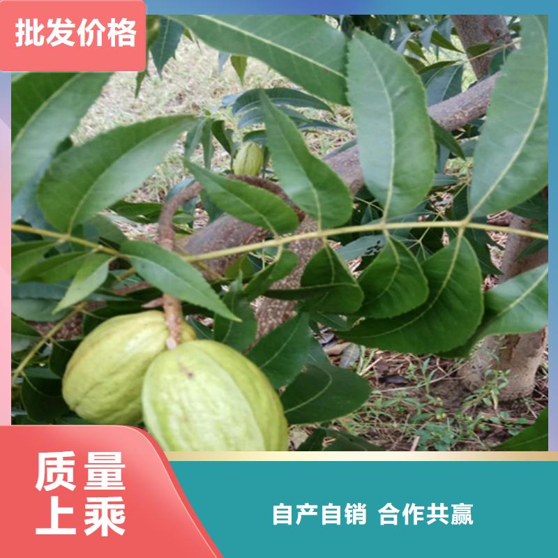 碧根果樱桃苗工艺层层把关