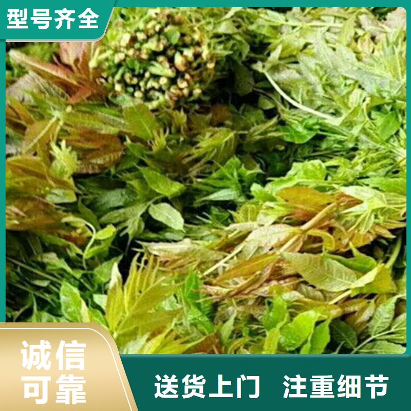 【香椿】草莓苗用的放心