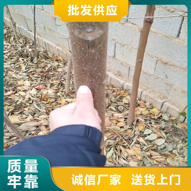 香椿_【桃树苗】放心购