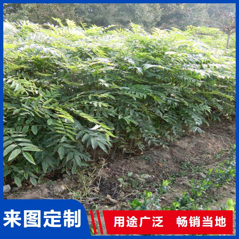 【香椿】草莓苗用的放心