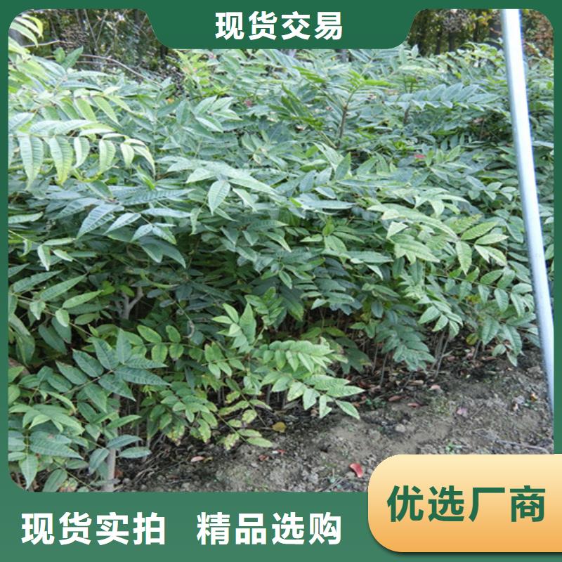 【香椿】草莓苗用的放心