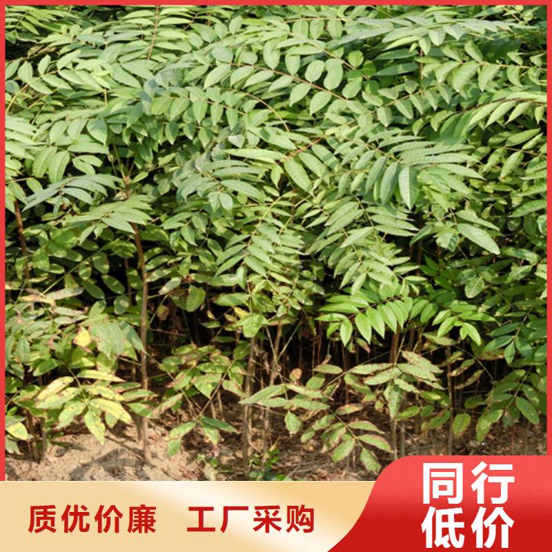 香椿 西瓜苗精品选购