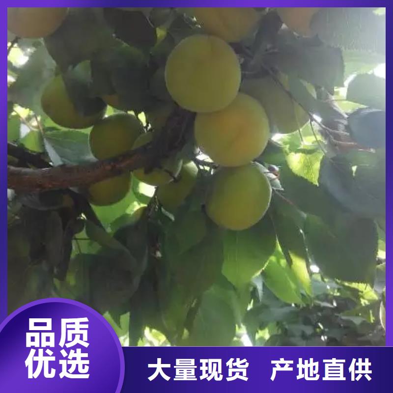 珍珠油杏树苗当年结果树