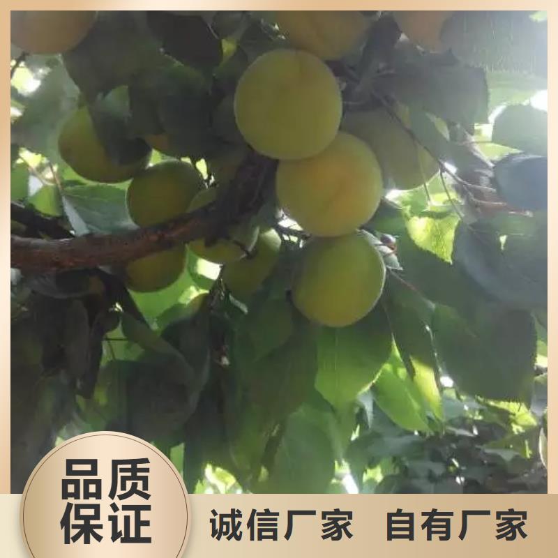 蜜香杏树苗经济效益