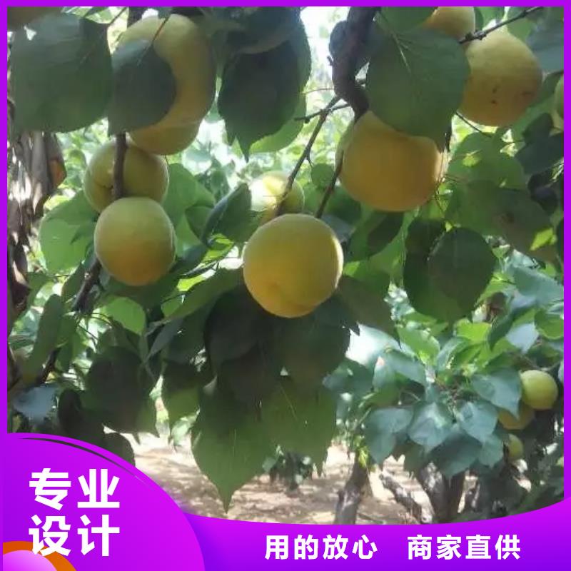 杏树苗量大从优