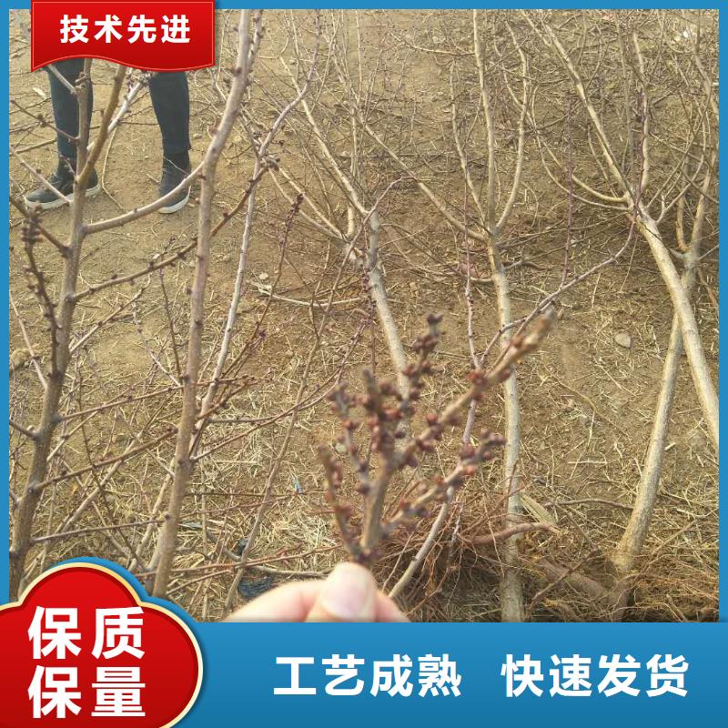 蜜香杏树苗批发