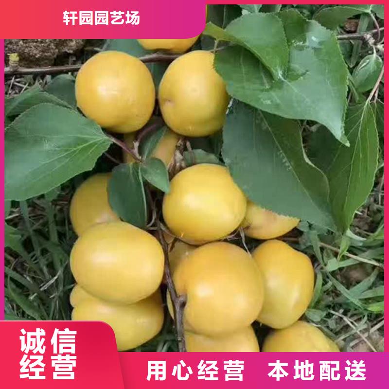 珍珠油杏树苗现挖苗现发货