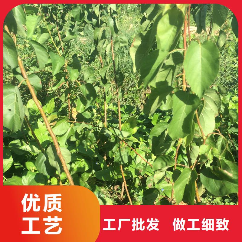 蜜香杏树苗适合种植地区