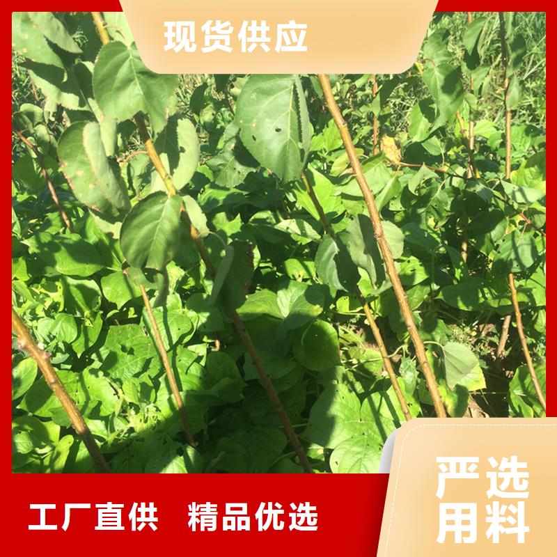 荷兰香蜜杏树苗种植管理技术