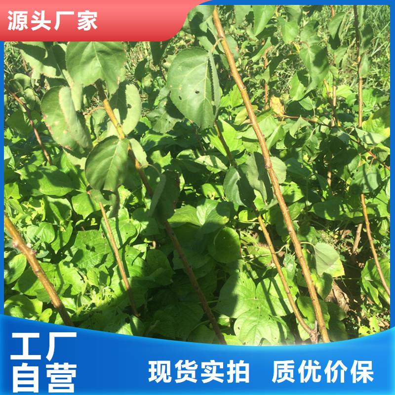 珍珠油杏树苗露天种植