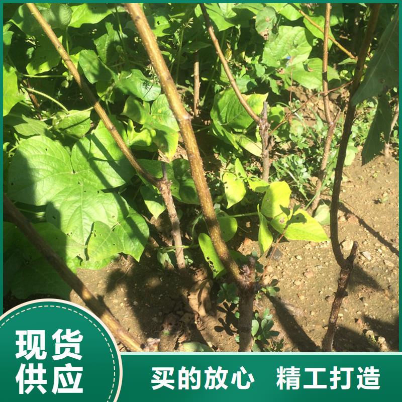 荷兰香蜜杏树苗种植管理技术