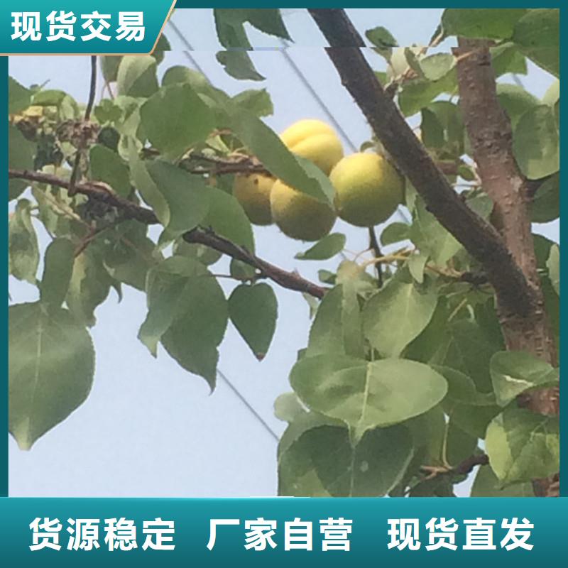 蜜香杏树苗批发