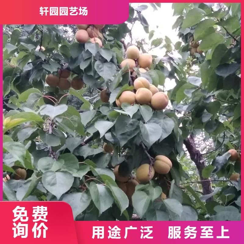 蜜香杏树苗采摘园