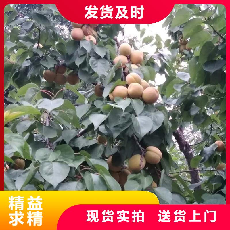 杏苗当年结果树