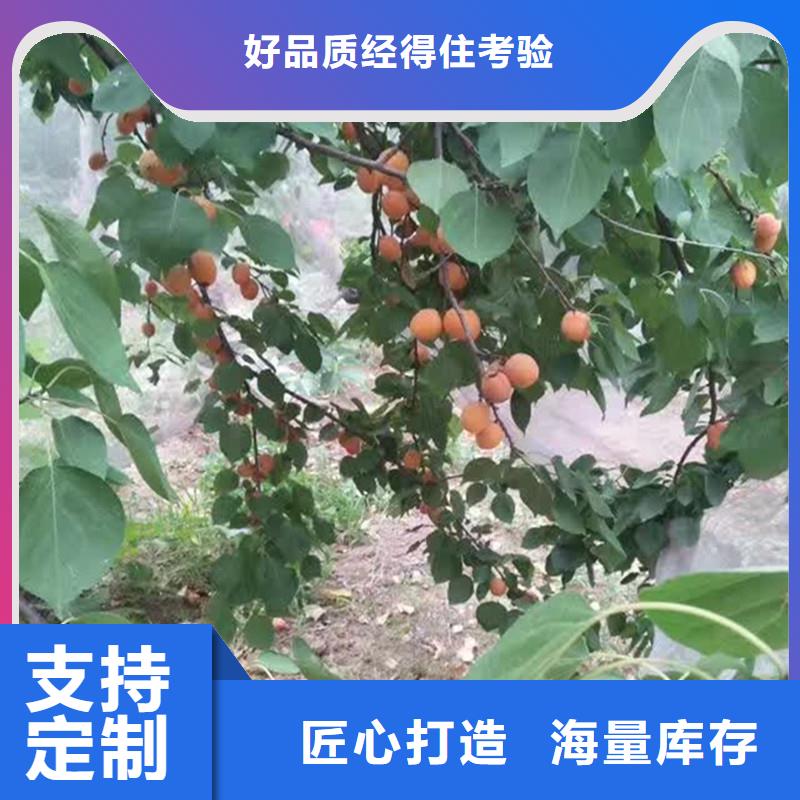 珍珠油杏树苗基地