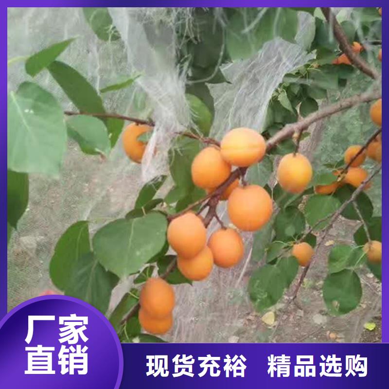 蜜香杏树苗成活率高