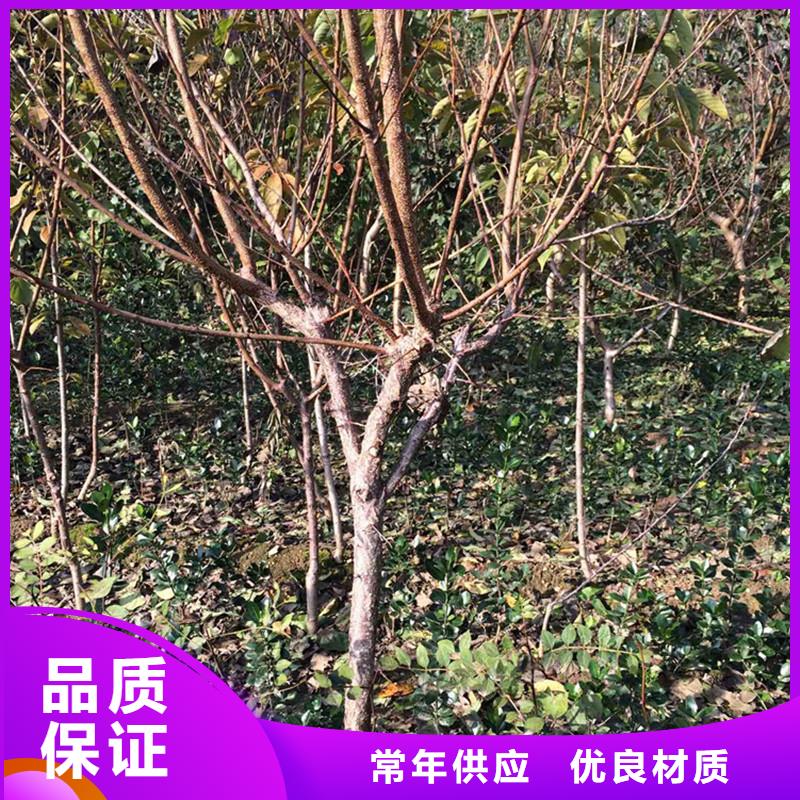 蜜香杏树苗露天种植