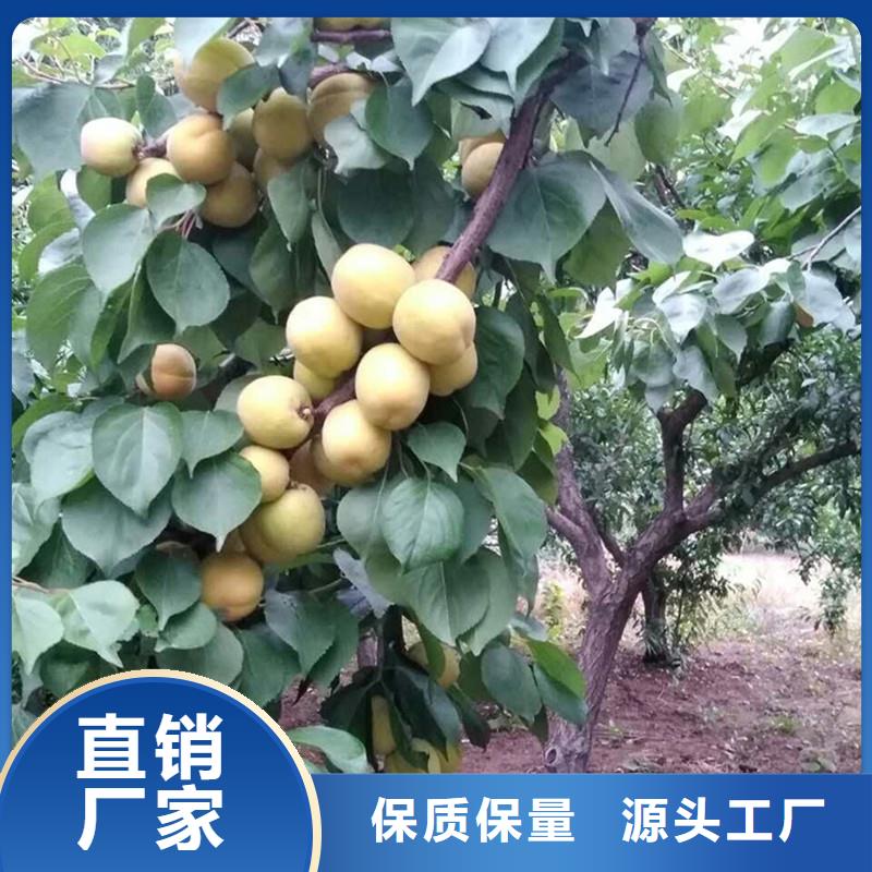 杏树苗新品种