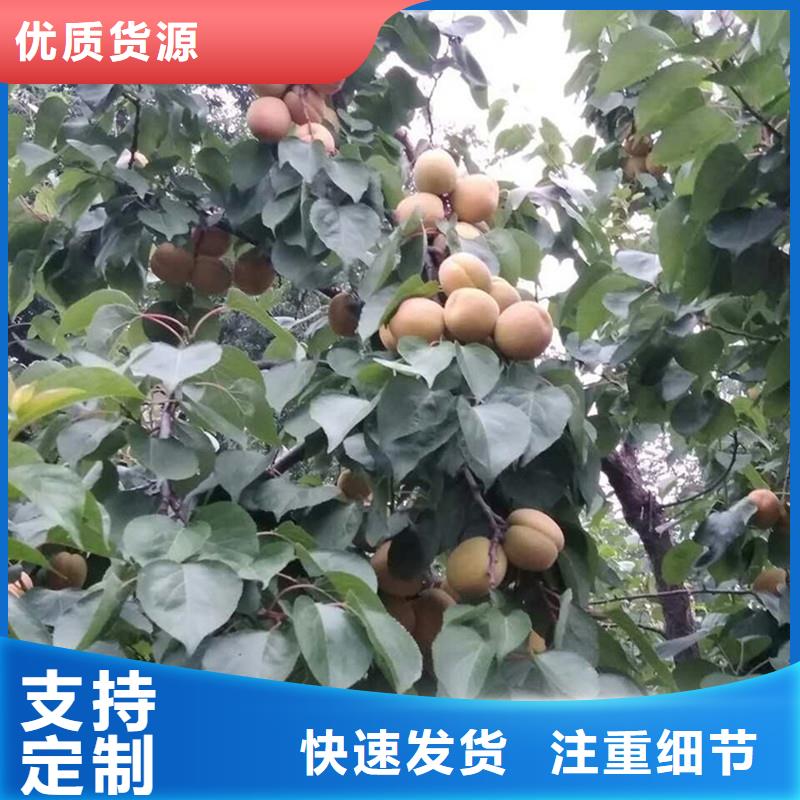 珍珠油杏树苗基地