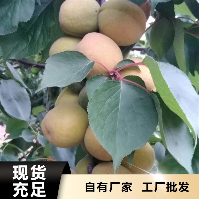 杏树苗现挖苗现发货