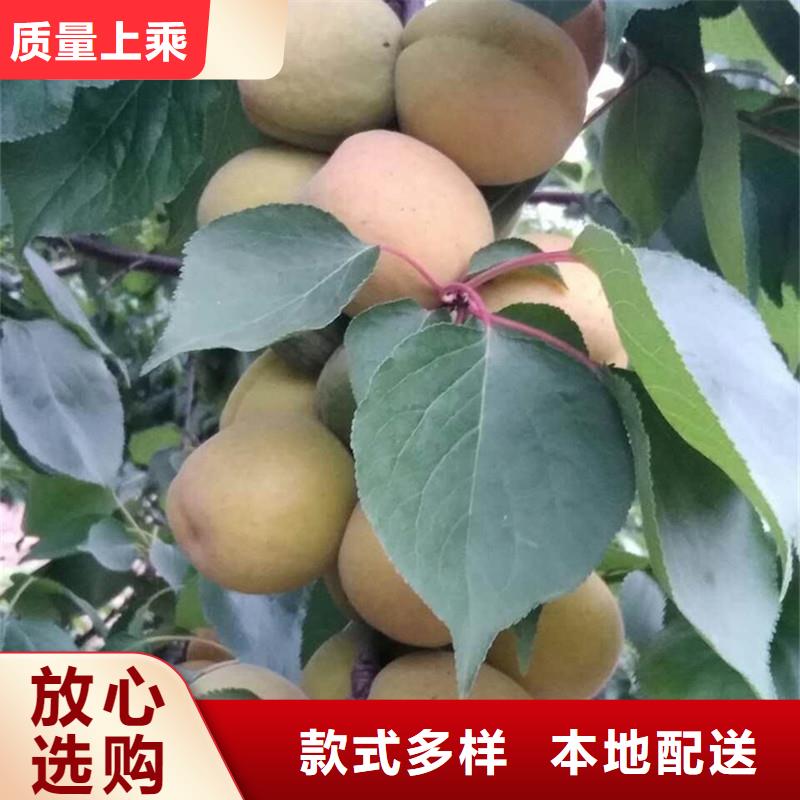 珍珠油杏树苗现挖苗现发货