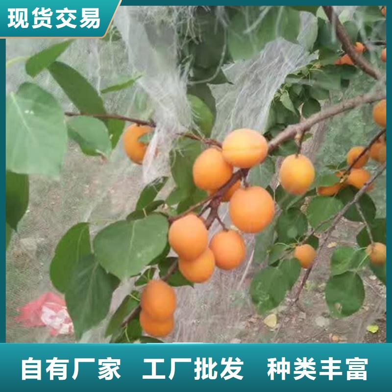 蜜香杏树苗经济效益