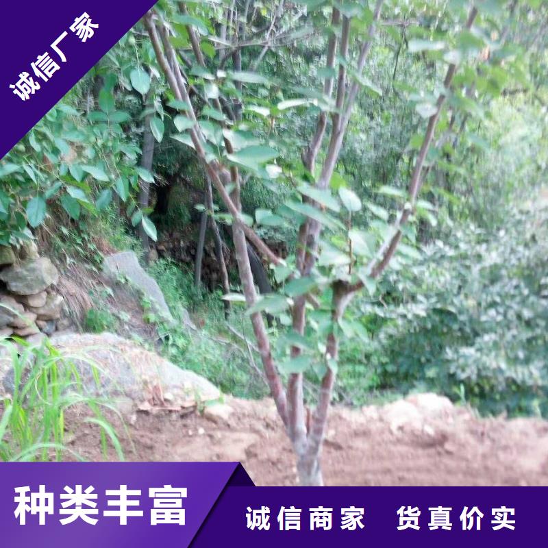 蜜香杏树苗露天种植