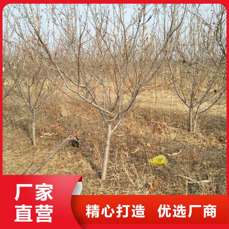 蜜香杏树苗适合种植地区